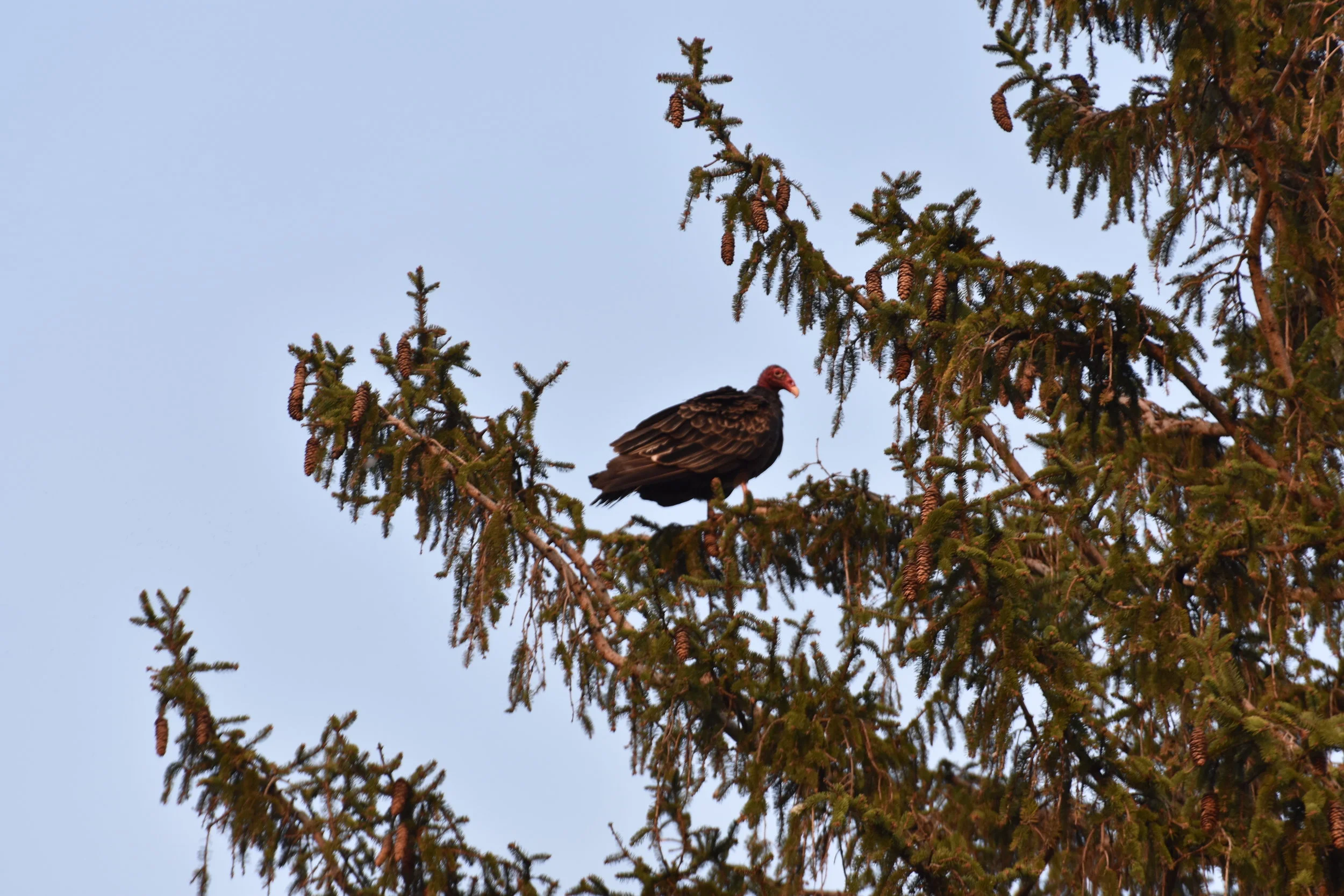 Turkey vulture (Cathartes aura) - Sunset Red