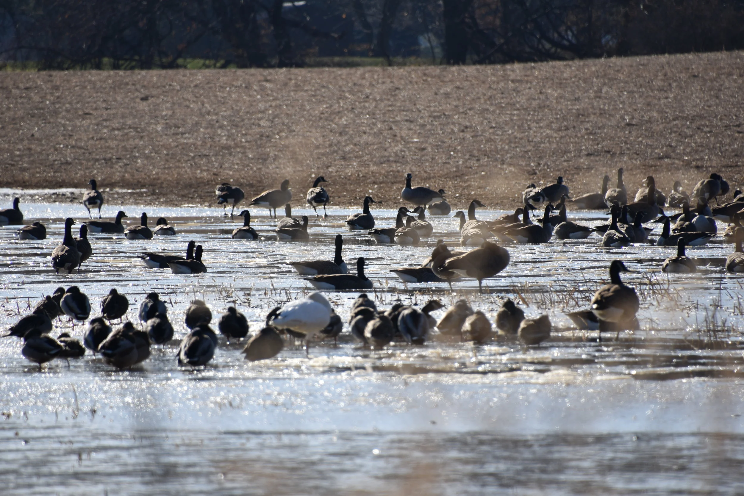 Canadian Goose (Branta canadensis) - Field
