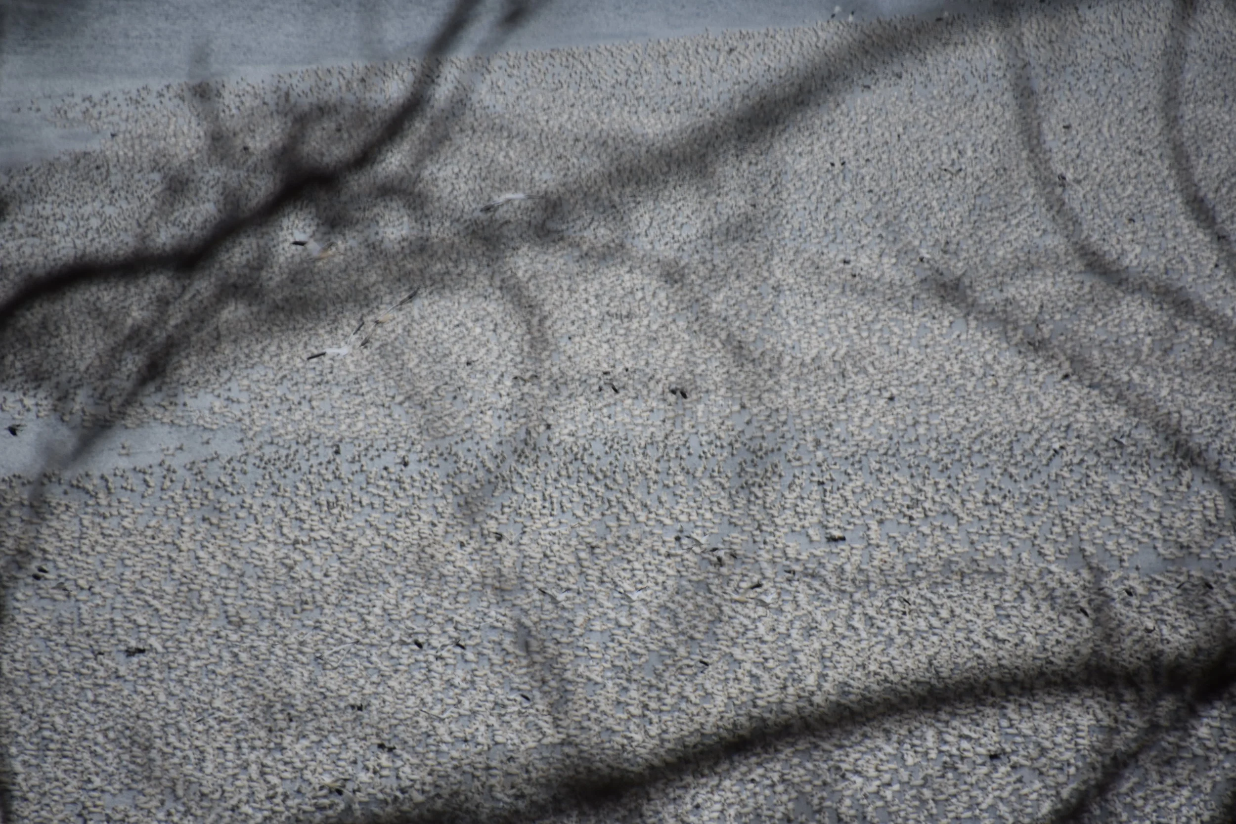 Snow Geese (Chen caerulescens) - Migration Station Massive