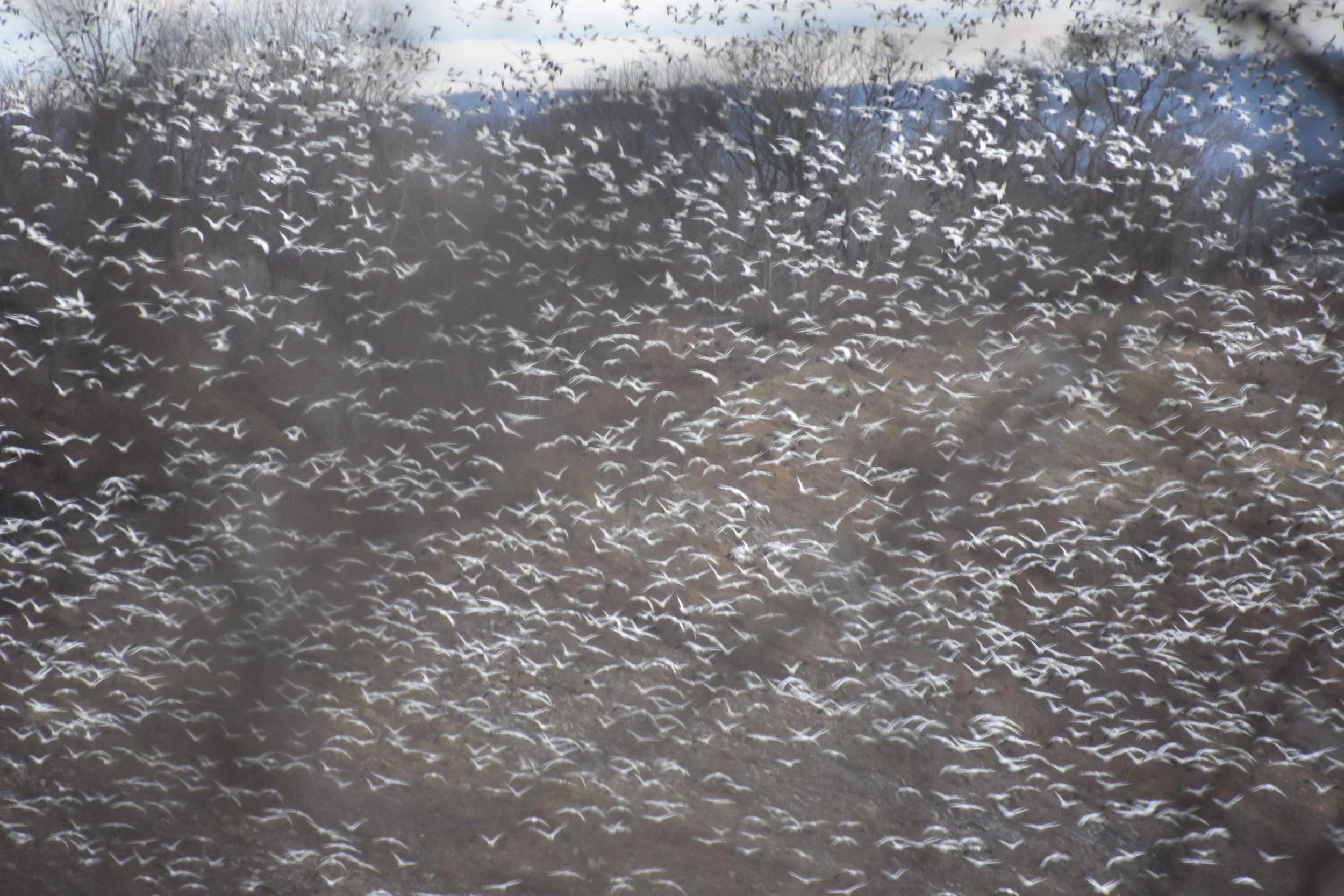 Snow Geese (Chen caerulescens) - Migration Station Massive 3