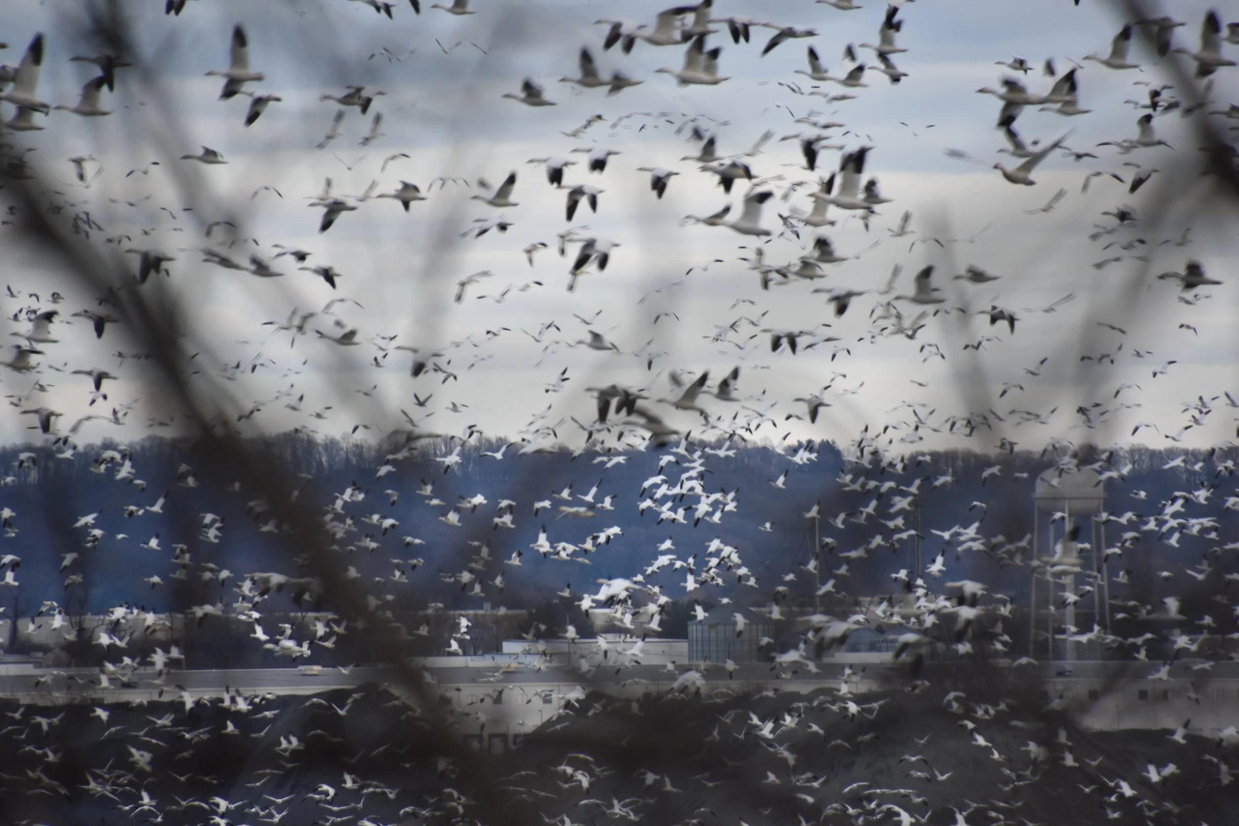 Snow Geese (Chen caerulescens) - Migration Station Massive 4