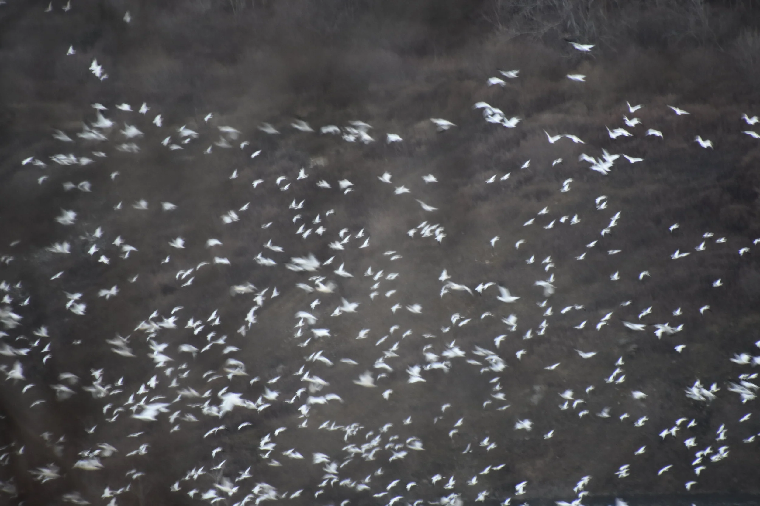Snow Geese (Chen caerulescens) - Migration Station Massive 5