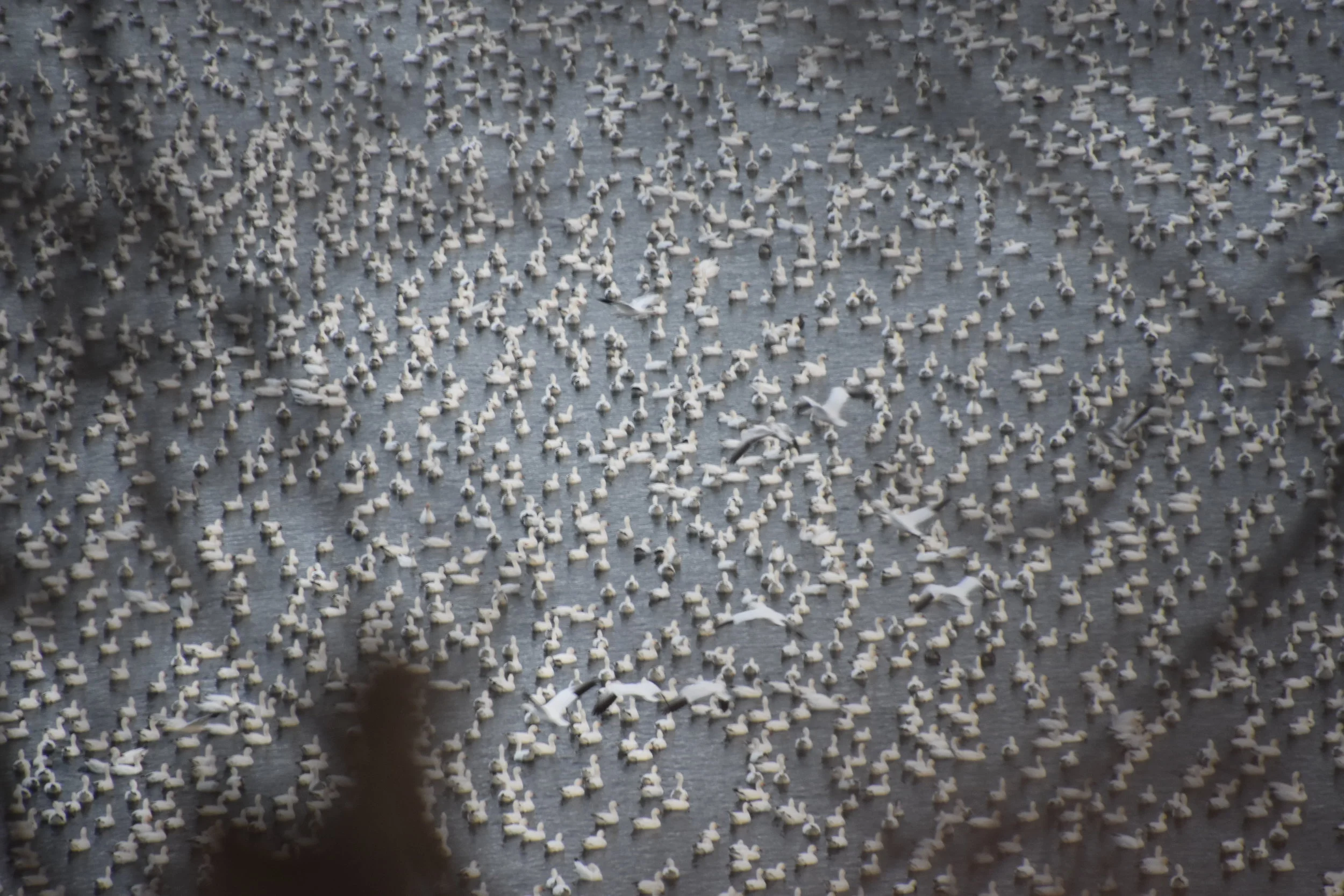 Snow Geese (Chen caerulescens) - Migration Station Massive 2