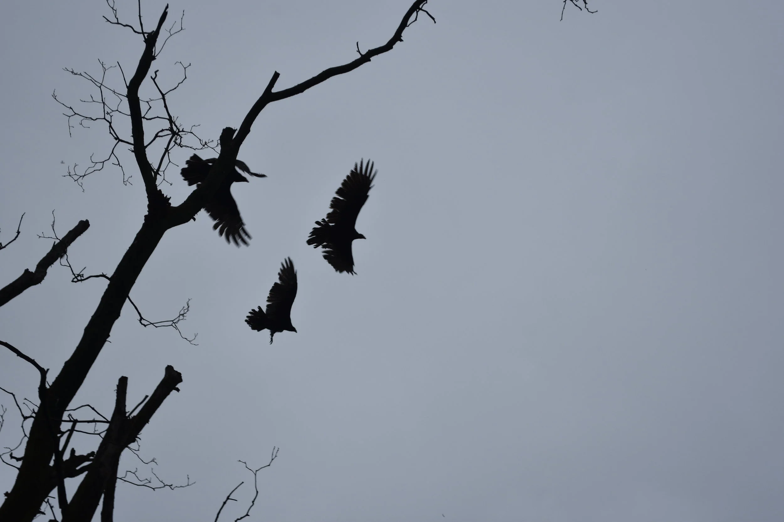 Black Vultures (Cathartes aura) - Trash Dump Black Vultures