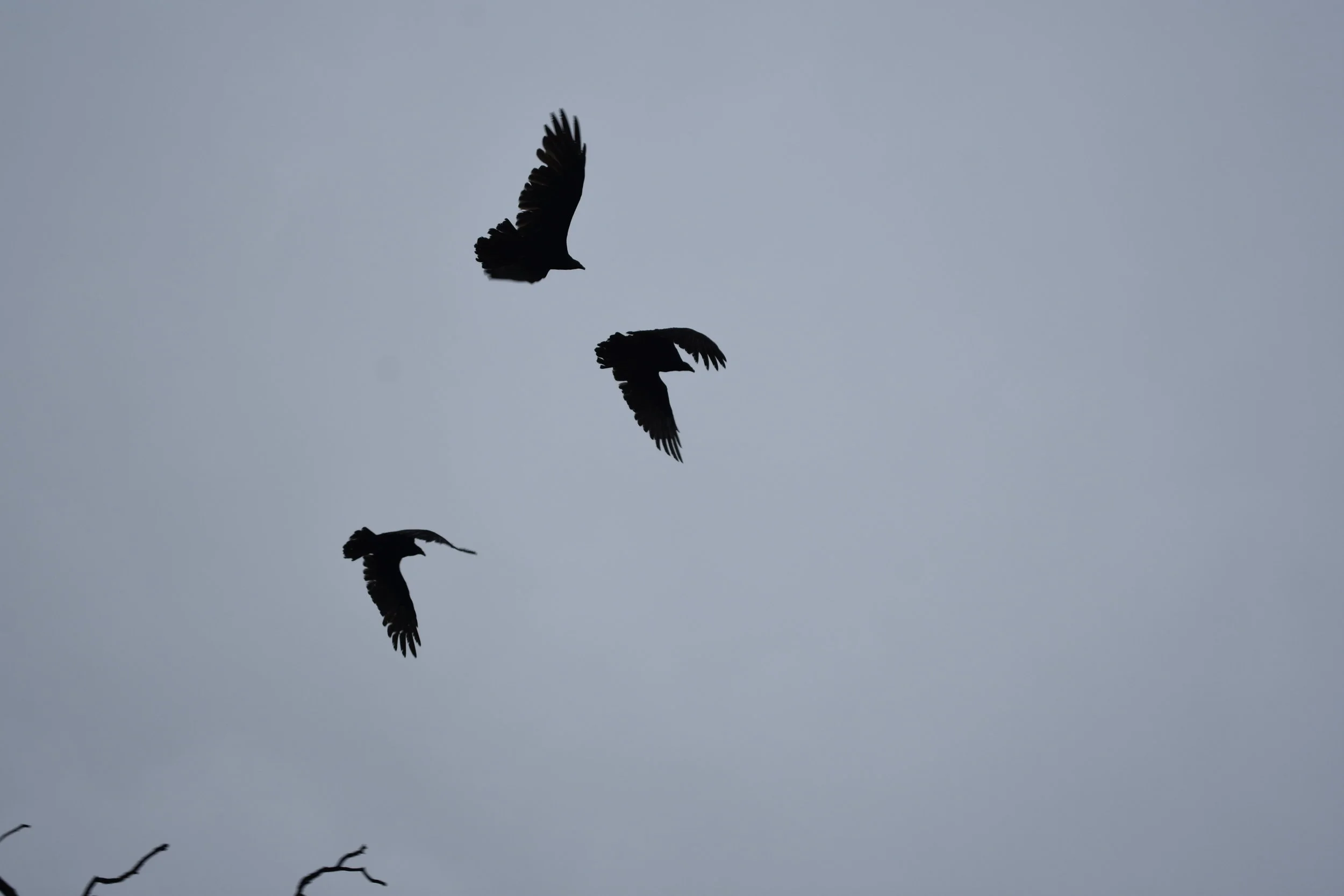Black Vultures (Cathartes aura) - Trash Dump Black Vultures