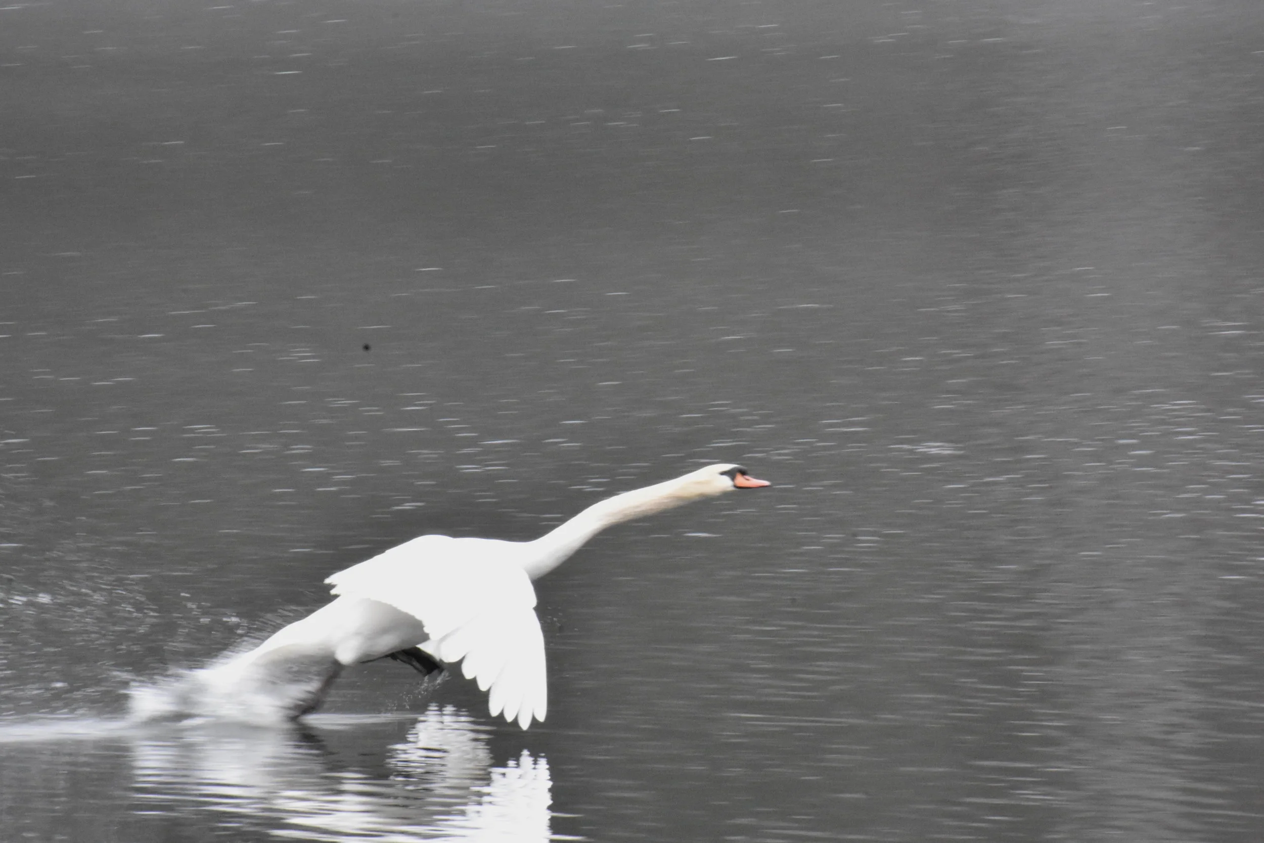 Mute Swan (Cygnus olor) - Aeroplane?