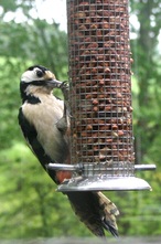 Great Spotted Woodpecker