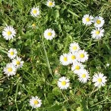 Daisy