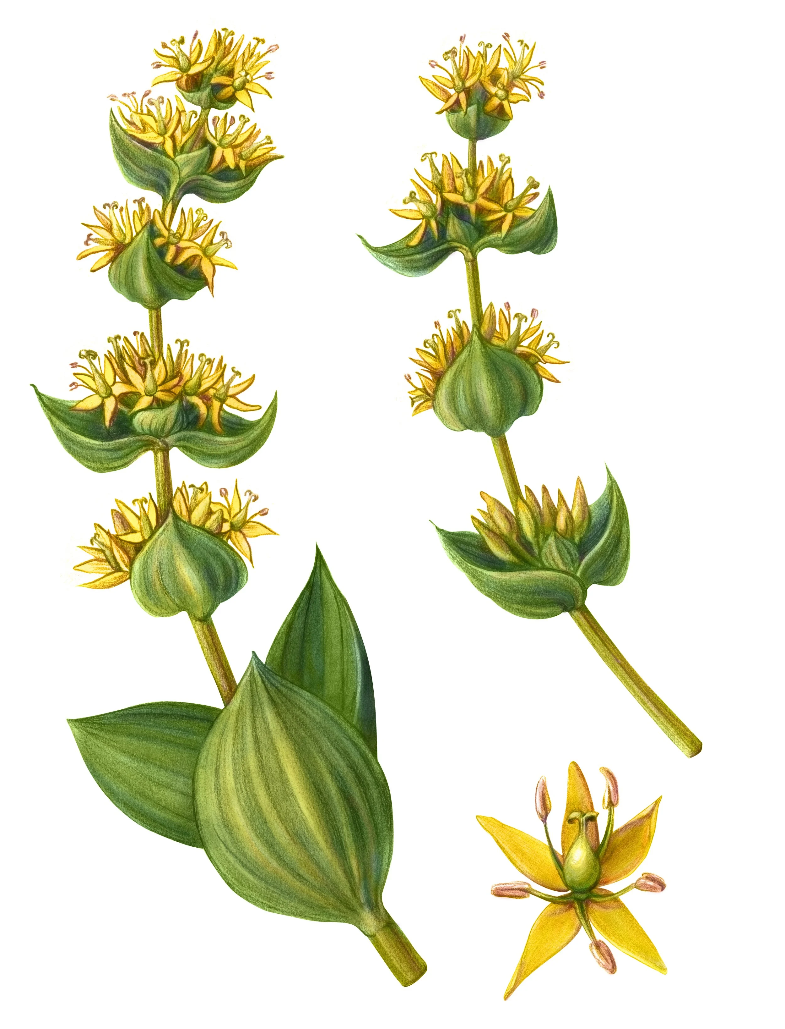 Gentian – What is it, and why do we love it so much?