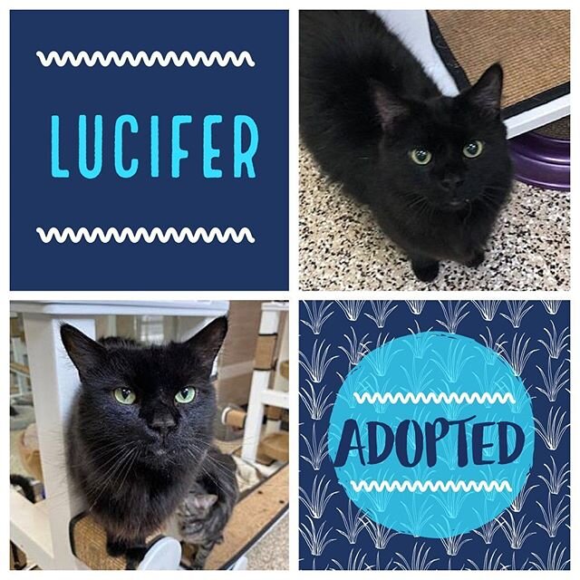 Lucifer, Alex, Jay Catsby, Snickers, and Banana all found their furever homes this week! Congratulations to all of these wonderful felines and their new families! #adopted #rescuecat #adoptionsaveslives