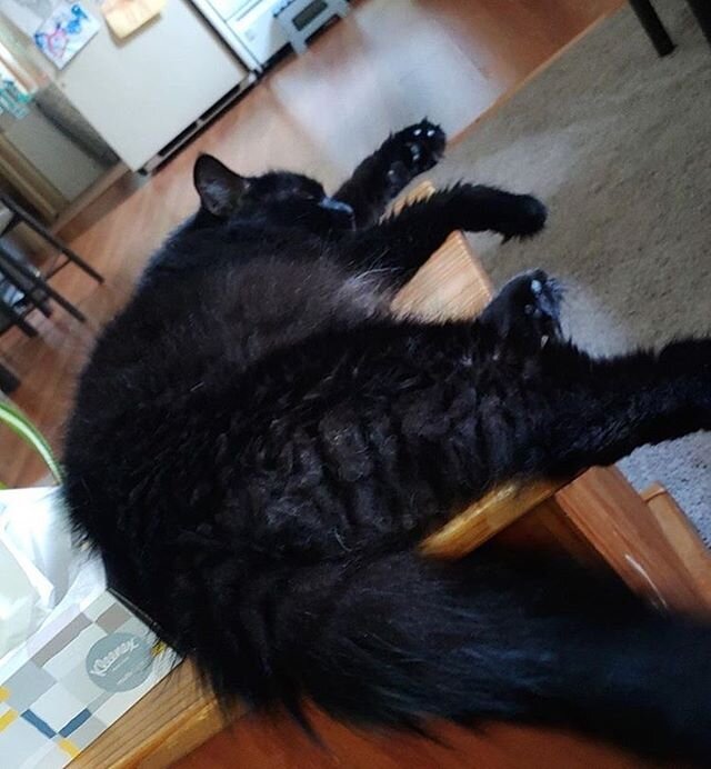 Lucifer is settling into his new home nicely! We love adoption updates - keep them coming. To learn more about adoption appointments visit our website (link on profile). #adopted #happytails #blackcats #longhairedcats #cats