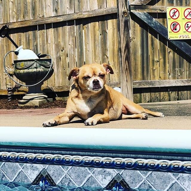 ADOPTION UPDATE: Clover&rsquo;s family has an excellent little lifeguard. This pup is loving life! #adopted #happytails #dogslover #doglife