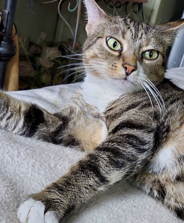 We are happy to announce that Kitty&rsquo;s foster family decided to adopt her! This gal and her family clicked immediately and they never looked back! #fosterfail #fosterfailure #adopted #happytail #tabbycat