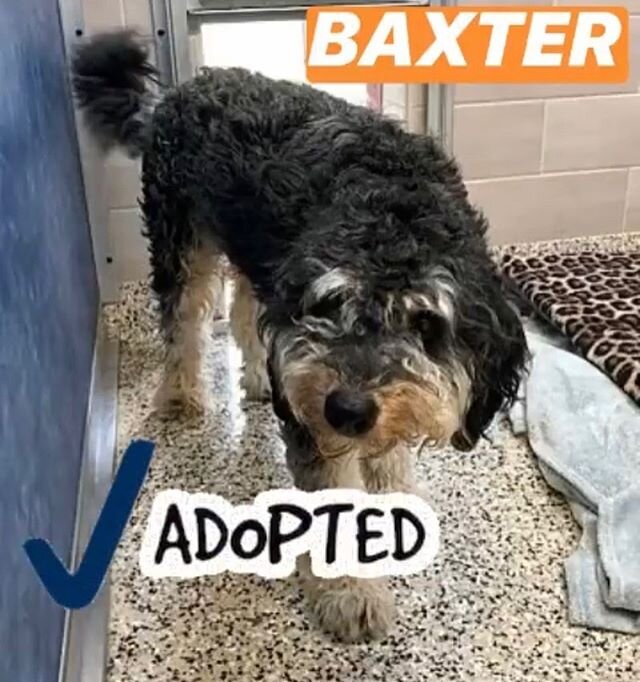 Congratulations to Baxter - this young pup went home yesterday! Visit our website to learn more about setting up an adoption appointment and to view our available pets! #adopted #poodlemix #puppies