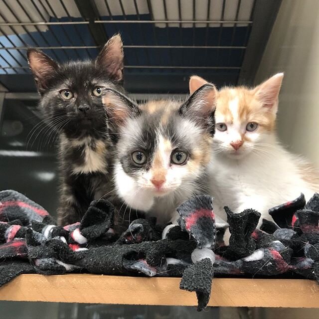 These kittens have their serious Monday game face on! Interested in adopting one of the many amazing felines at our shelter? Visit our website to set up an adoption appointment! (These little ones aren&rsquo;t available just yet) #kittens #kittenseas