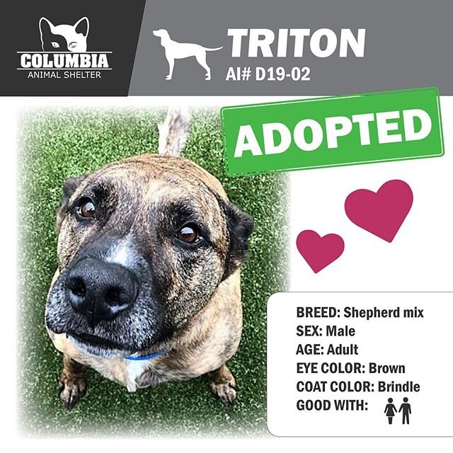 We are so pleased to announce that Triton and Coco found their forever homes! Triton has been a long term resident - after working on his doggy manners he finally found the perfect home where his training will continue. Coco is a sweet lady who will 