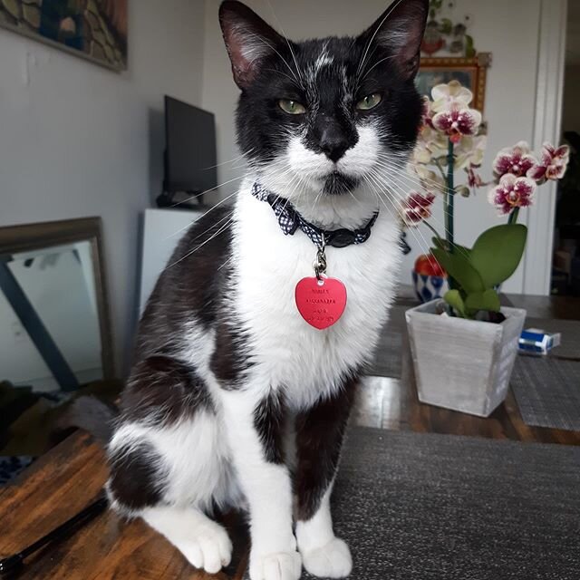 ADOPTION UPDATE: Mr. Handsome is settling into his new home! His family is absolutely smitten with him - who wouldn&rsquo;t be!? #adoptionupdate #adopted #catsofinsta #blackandwhitecatsofinstagram #adorable