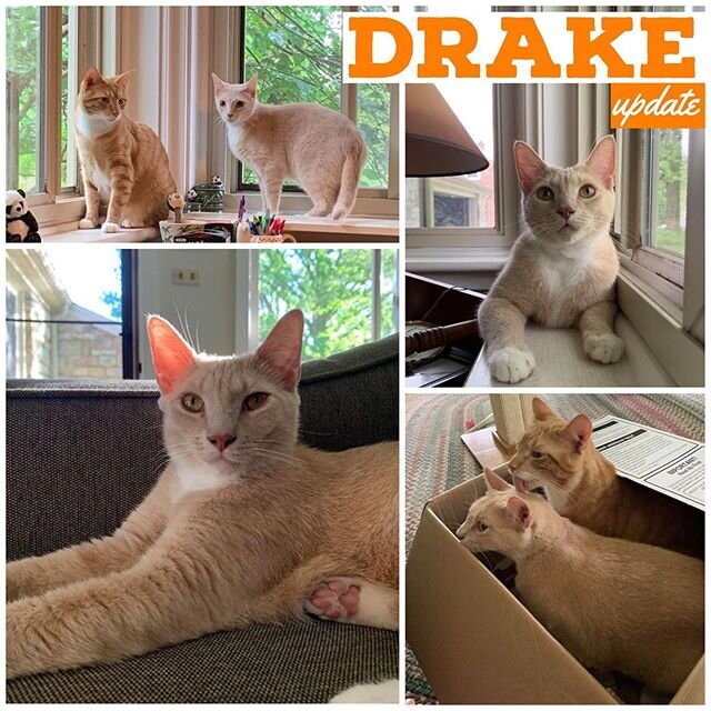 ADOPTION UPDATE! Drake went to his forever home a month ago. He&rsquo;s settling and getting along well with his cat sibling! This little guy is playful and affectionate and loved by his family. Good job, Drake! #orangecatsofinstagram #orangecats #ad