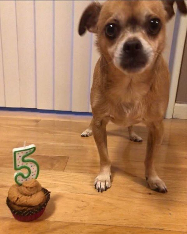 Former resident Clover is celebrating her 5th birthday today! Join us in wishing this sweet lady a happy birthday. Congratulations on being absolutely adored! #happytails #smalldogs #dogbirthdayparty #dogbirthday
