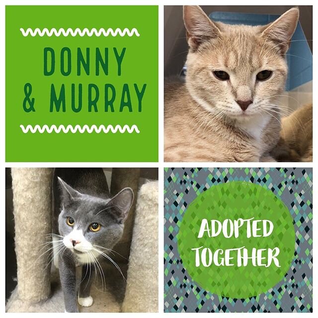 Handsome boys Donny &amp; Murray we&rsquo;re adopted together! Super adorable baby Bean also found a lovely new home! Let&rsquo;s keep these adoptions rolling! #adopted #success #catsofinsta #kittens #catadoption