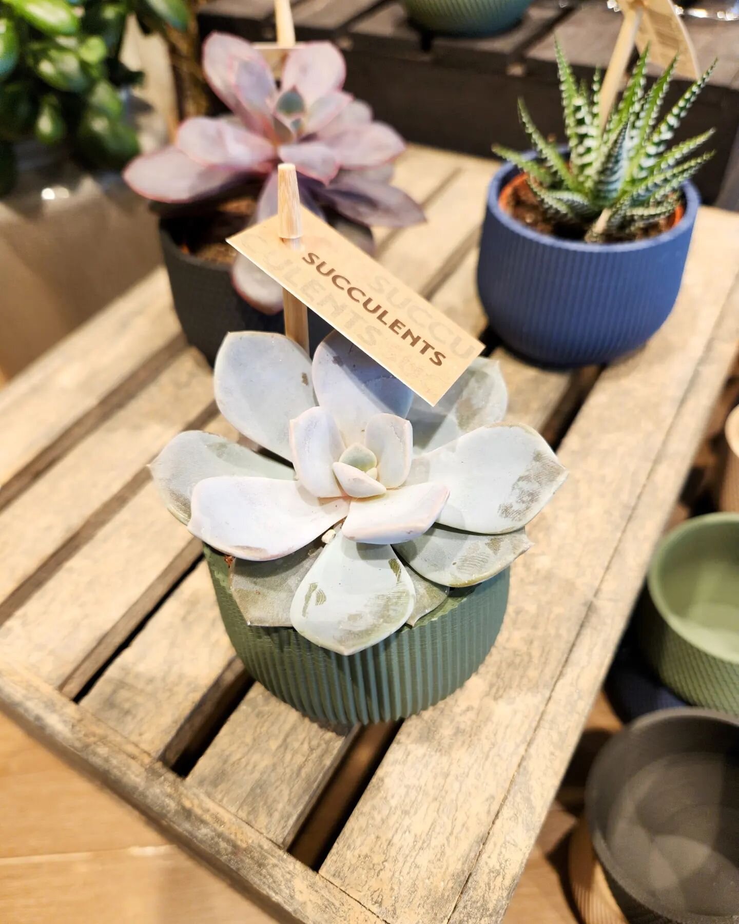 Bring some life to your space with these stunning planters from Conifer Homewares &amp; beautiful succulents from Amborella Floral! Available now at The Pharm Drugstore. 🌱🪴

DID YOU KNOW? All Conifer products are created using plant-based material 