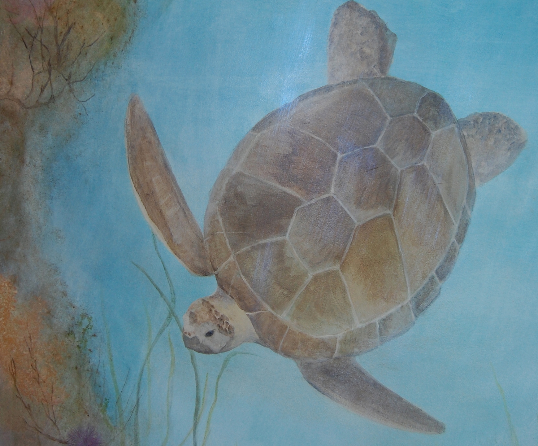 5. Sea Turtle..jpg