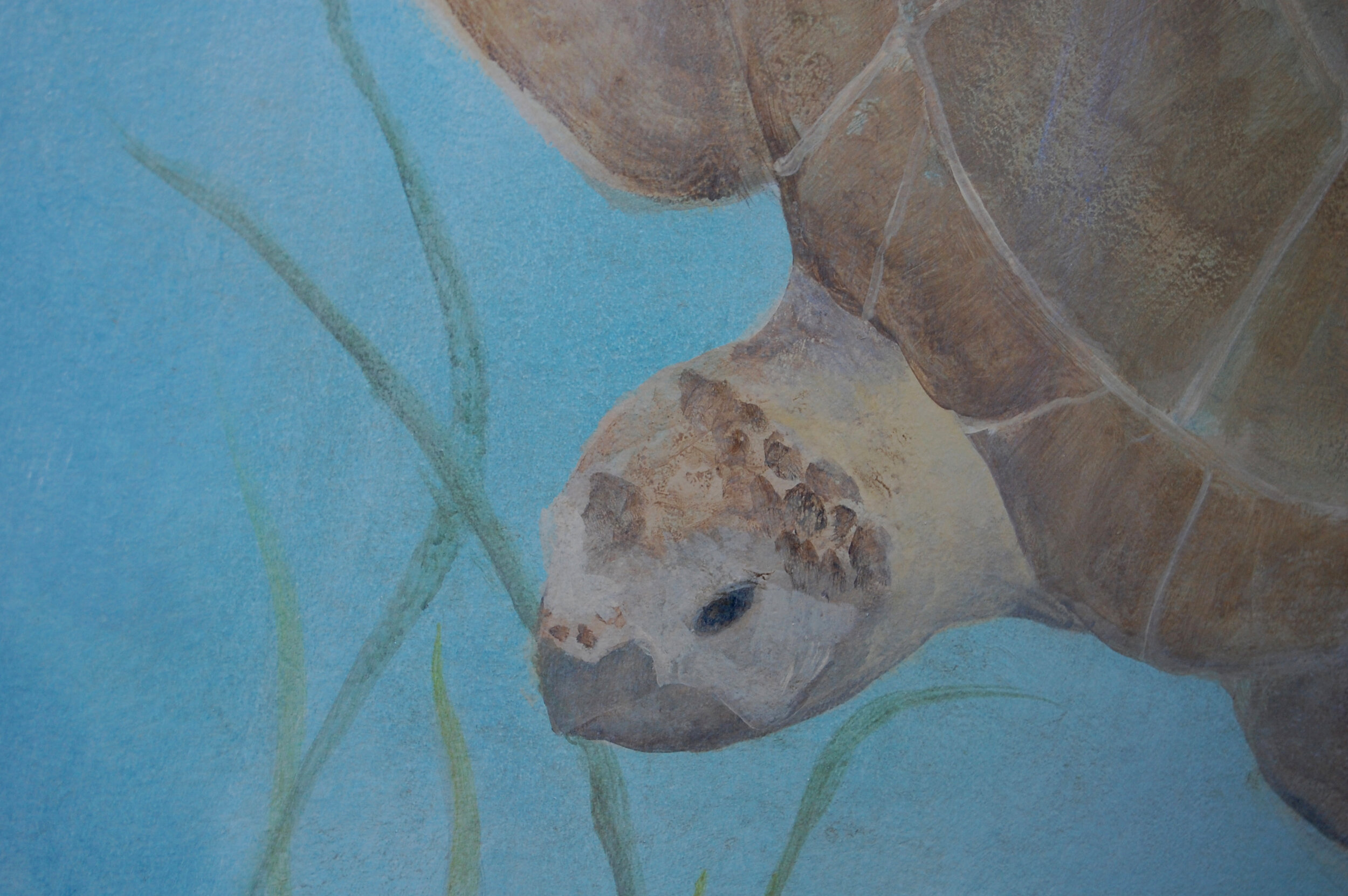 Sea Turtle.jpg