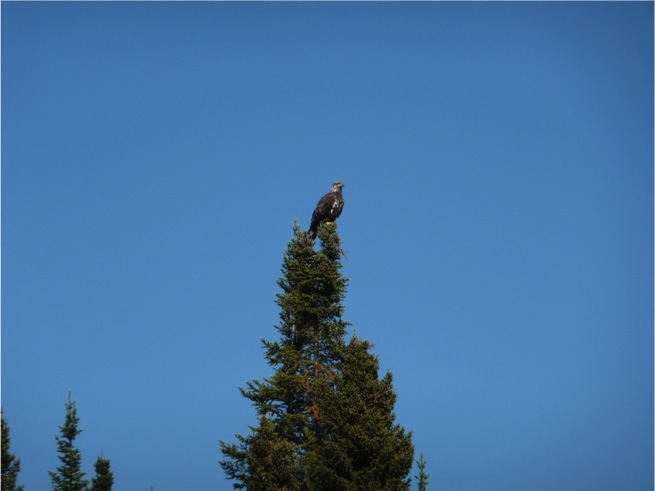 Eagle