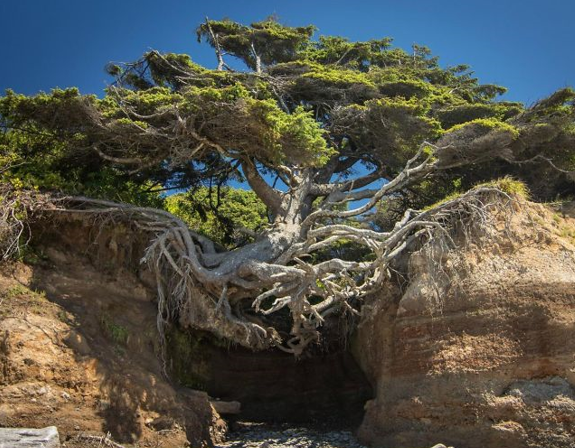 November 6TH 2022: Life Finds a Way