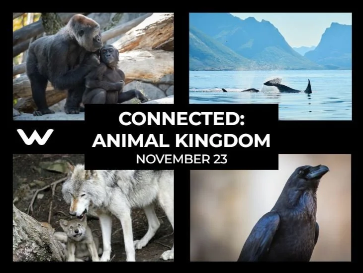 Connected: The Anmimal Kingdom