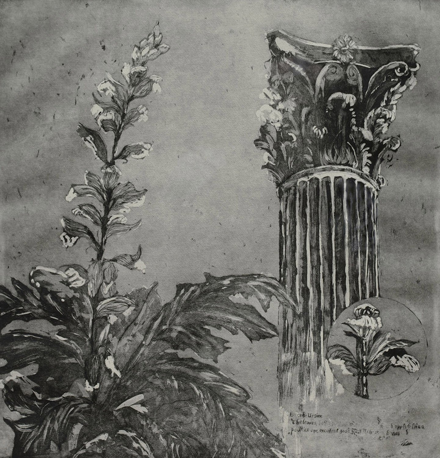 Casey_Belinda_Acanthus.JPG