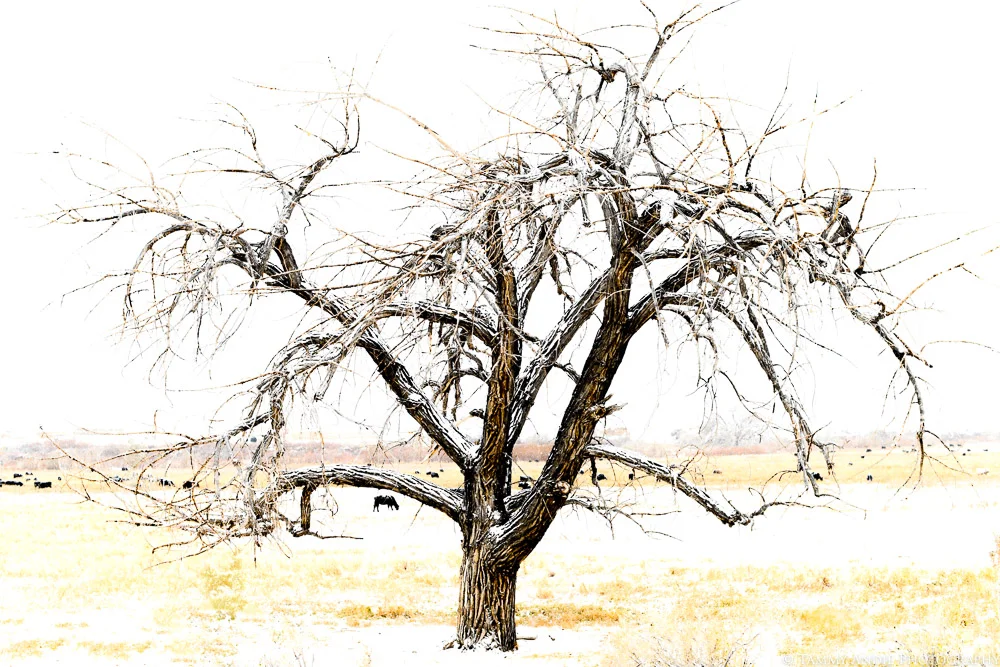 winter tree with cows.jpg