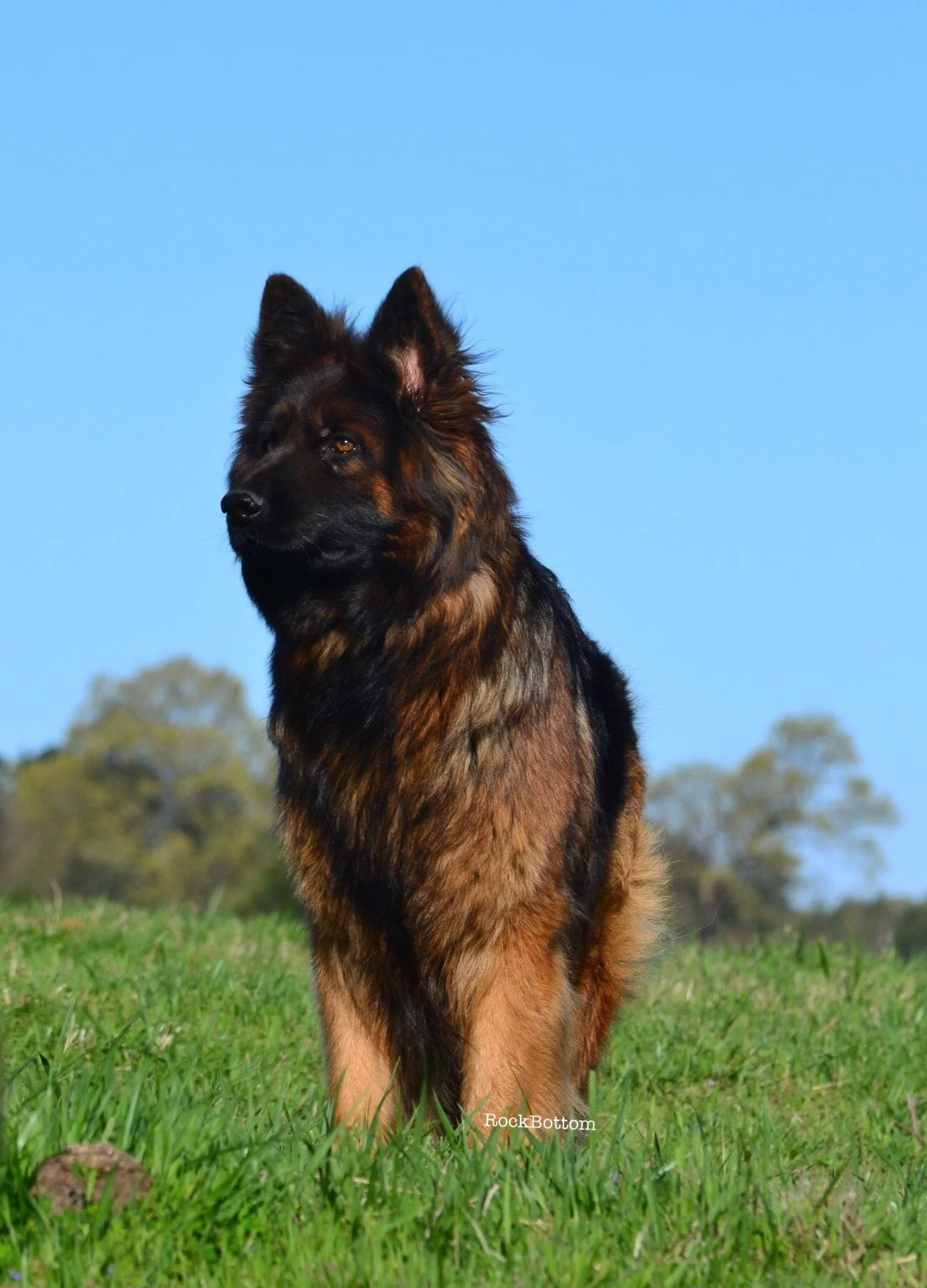 Rock Bottom Ranch German Shepherds