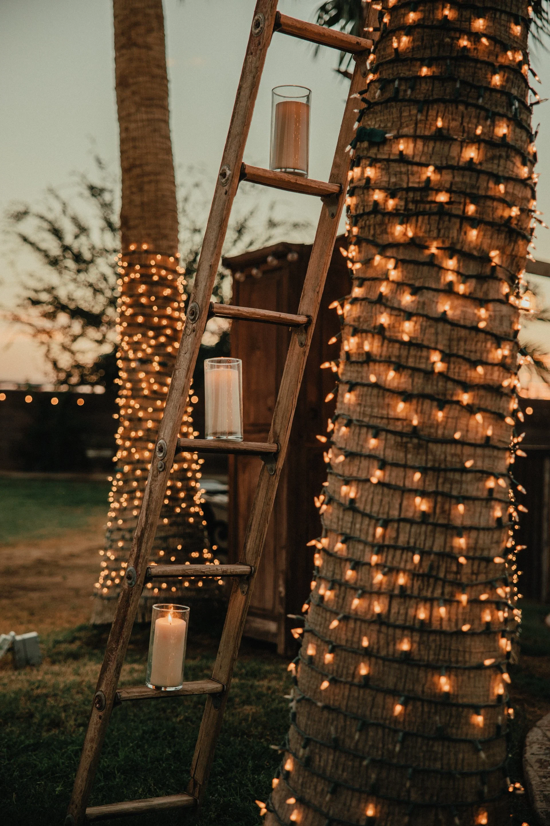 Palm trees lit up during dusk