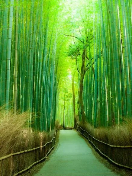 Chinese bamboo tree