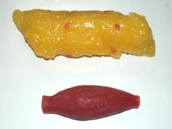 fat vs muscle