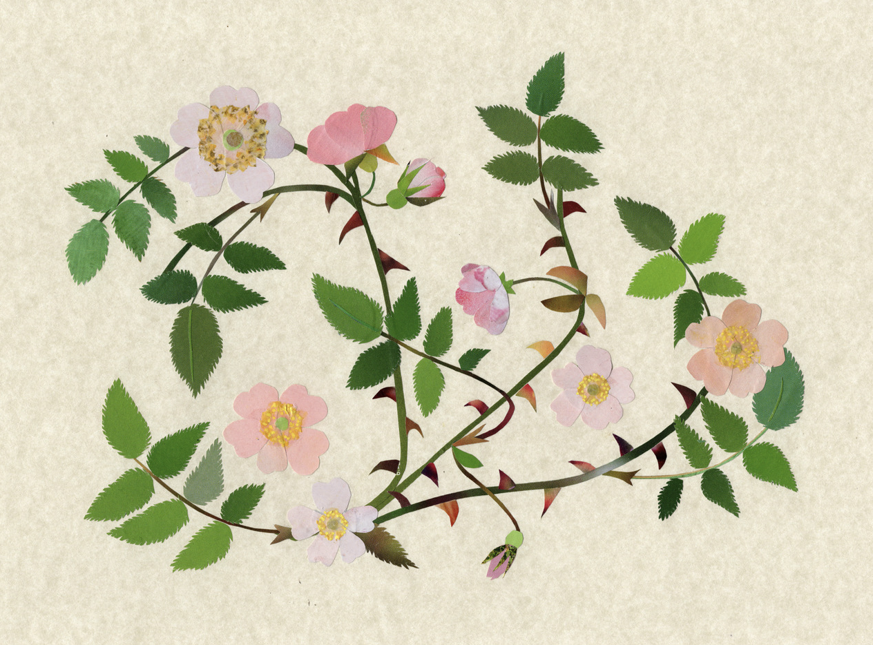 Cut Flowers: a botanical papercut workshop with Shelley Saguaro