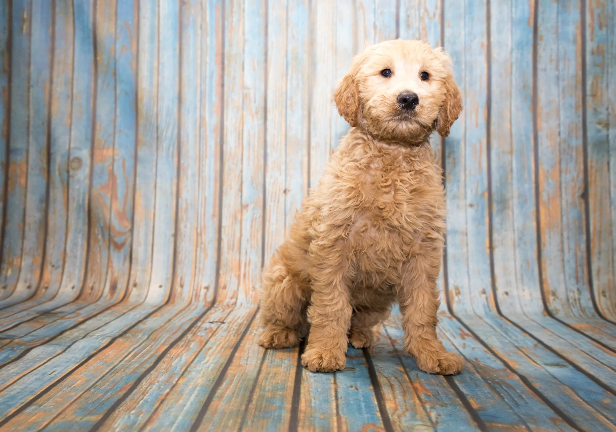 All About Goldendoodles: Your Ultimate Guide to This Lovable Breed