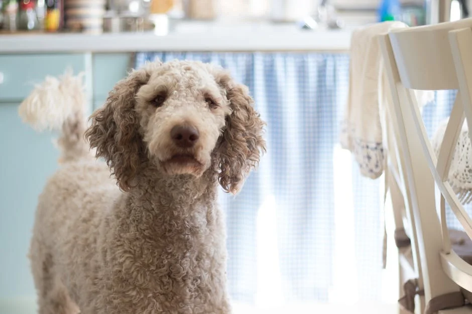 Taking Care of an Irish Doodle: Everything You Need to Know