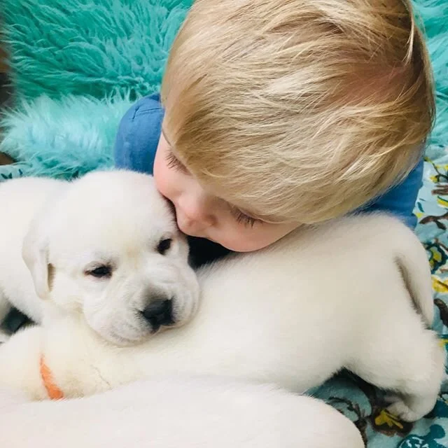 My 💙 
#kingsriverdoodles #englishcreamsofinstagram #englishcreamentourage #englishcreampuppy #englishcreamlabs #puppiesofinstagram #babies #babiesandpuppies #babiesanddogs #puppiesofinstagram #instagram #picoftheday