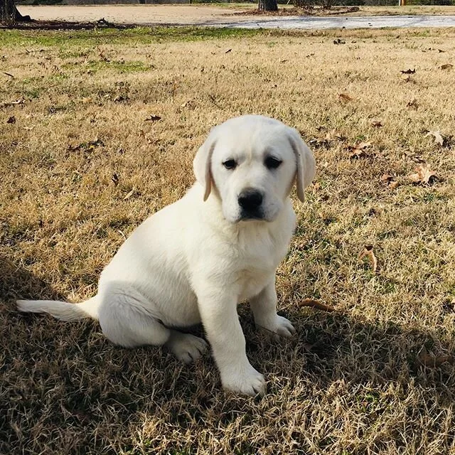English Cream Lab- male/Tank ❤️🐾
#kingsriverdoodles #puppiesofinstagram #englishcreamlab #pawsup #puppylove #puppy