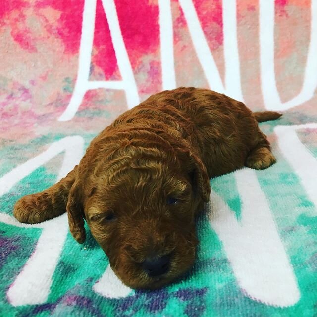 Mini/med F1B Goldendoodles. 2 weeks old tomorrow. 🐾❤️ www.kingsriverdoodles.com #kingsriverdoodles #minigoldendoodlesofinstagram #mediumgoldendoodle #goldendoodle #goldendoodlepuppy #puppylove #puppiesofinstagram #goldendoodlesofinstagram #f1bminigo