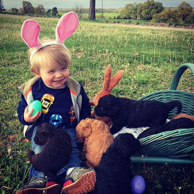 Happy Easter! ❤️ Wyatt Gene #kingsriverdoodles #easter #bunny #easterbunny #easterbasket #puppiesofinstagram #minigoldendoodlesofinstagram #minigoldendoodle #f1bminigoldendoodle #babyboy #cutestbunny #instagram #doodle #doodlesofinstagram #doodlelove