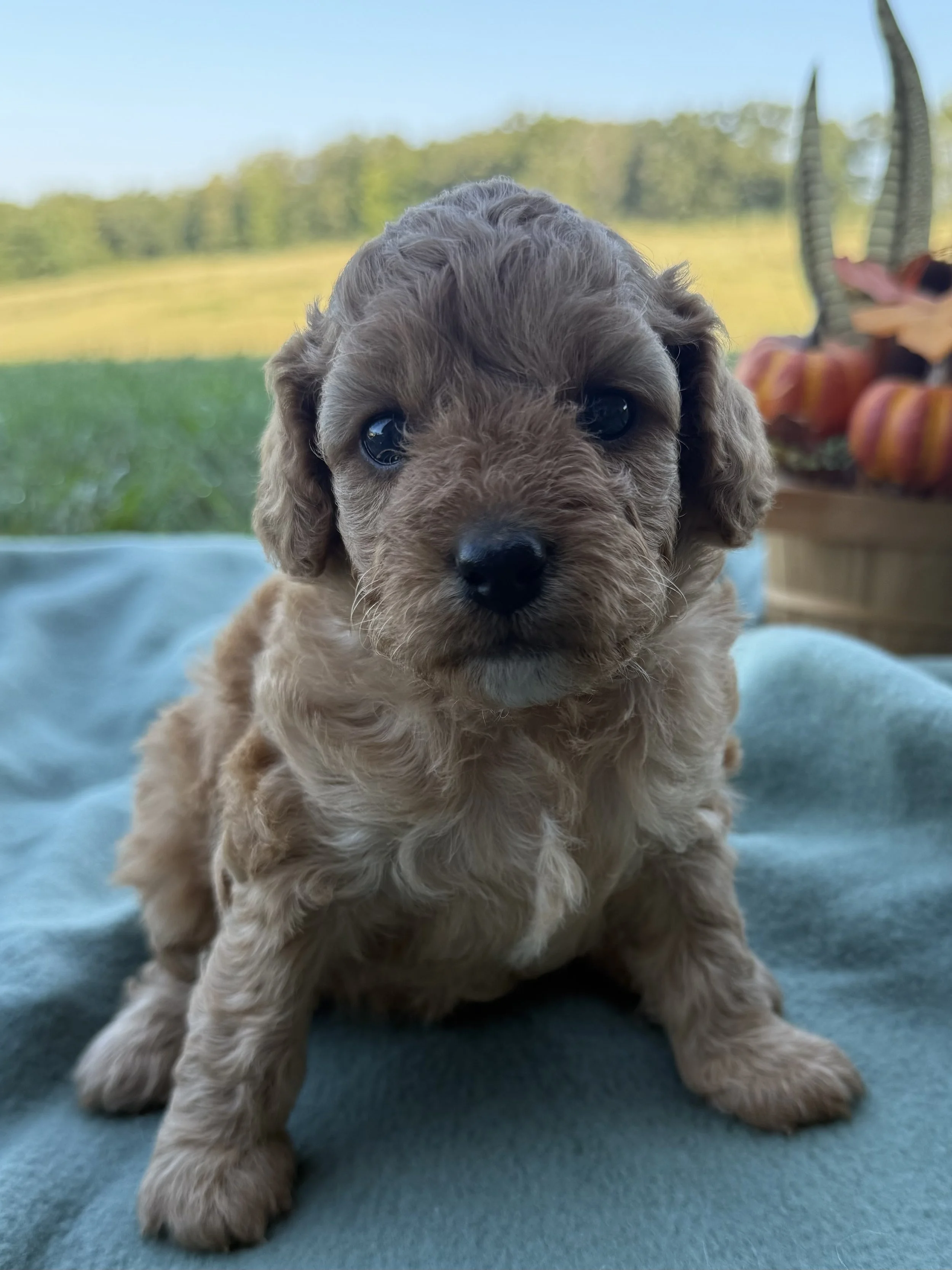 Toy Cavapoo Pink girl
