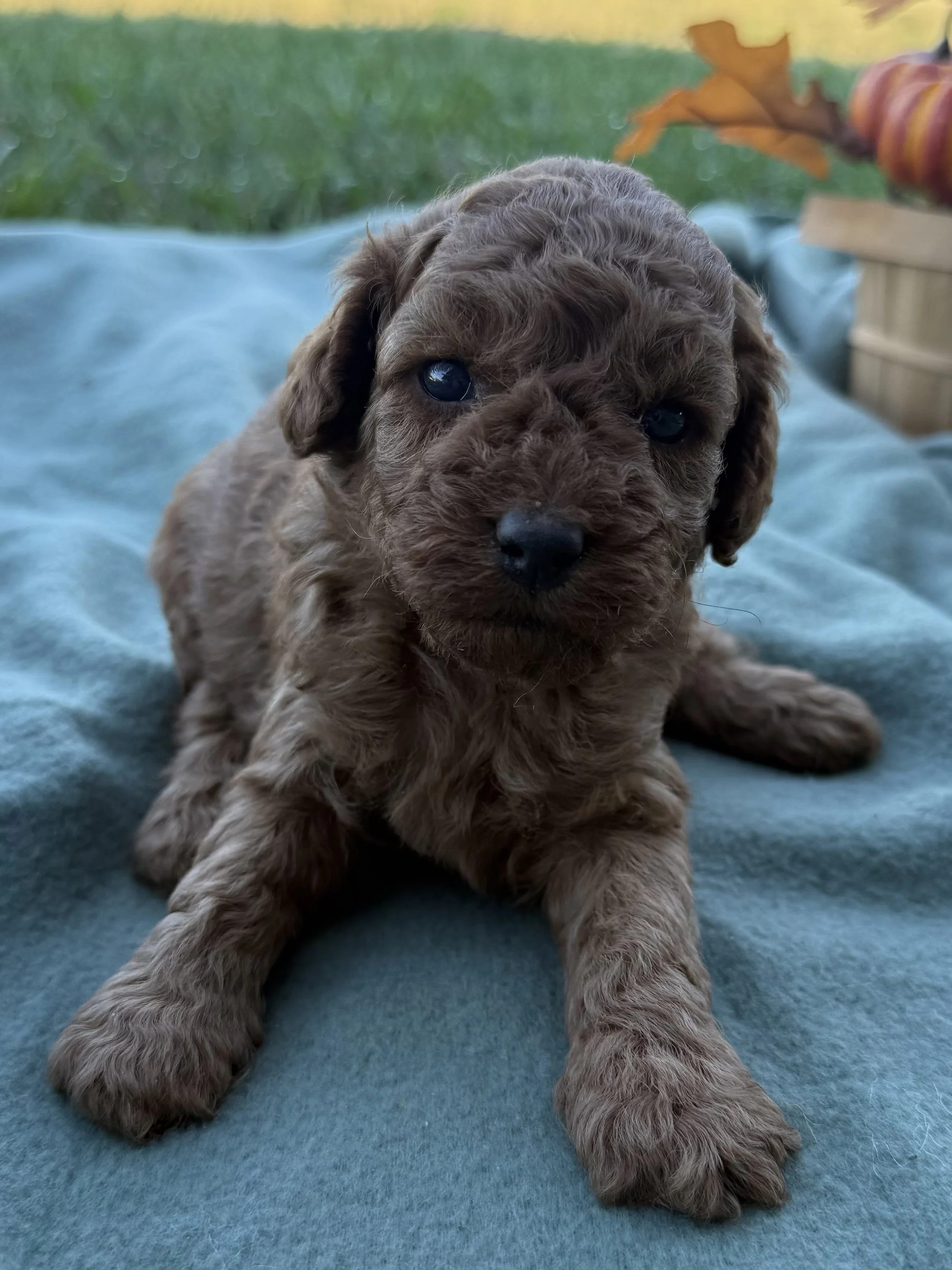 Toy Cavapoo Red boy