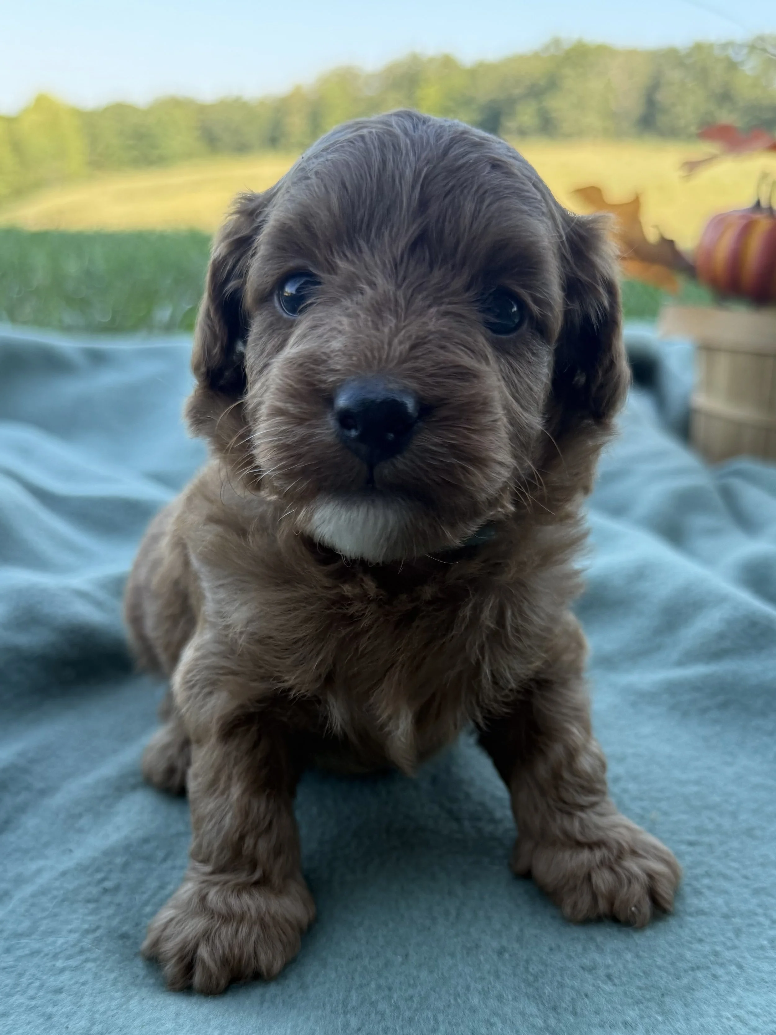 Toy Cavapoo Blue boy