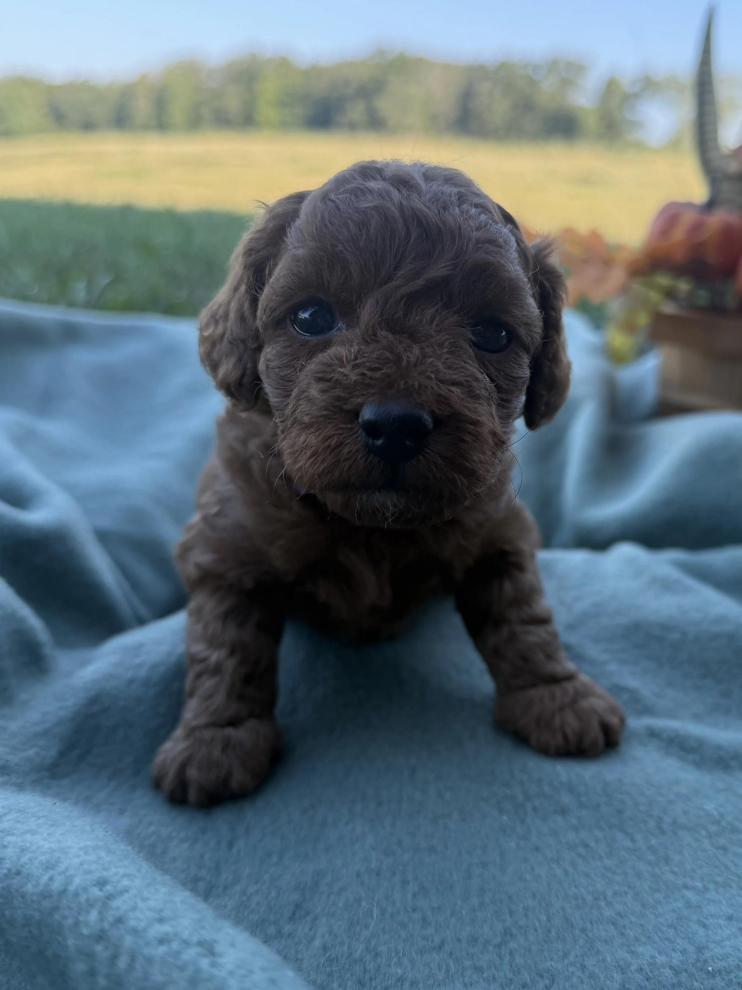 Toy Cavapoo Purple girl-RESERVED