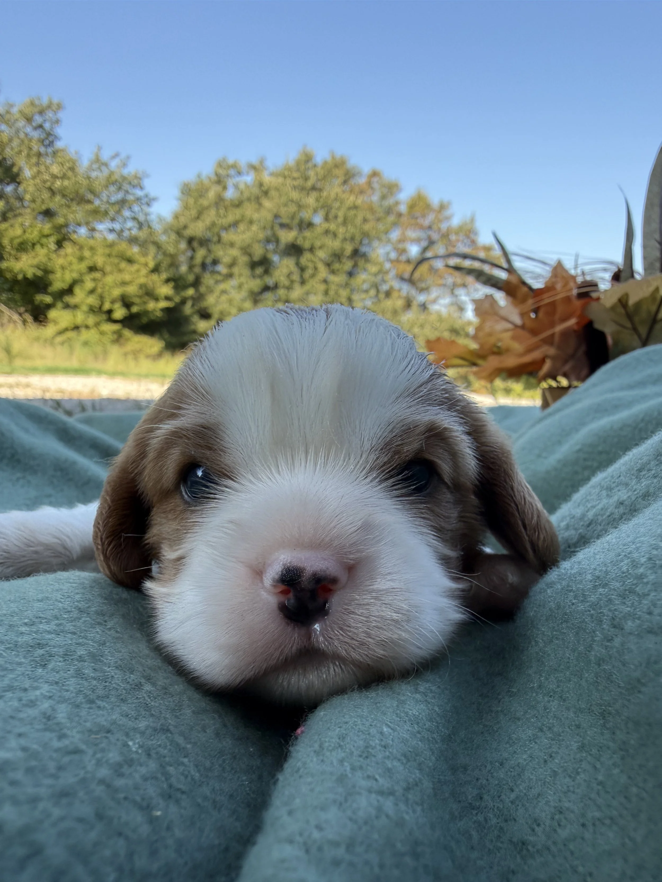 Cavalier Pink girl