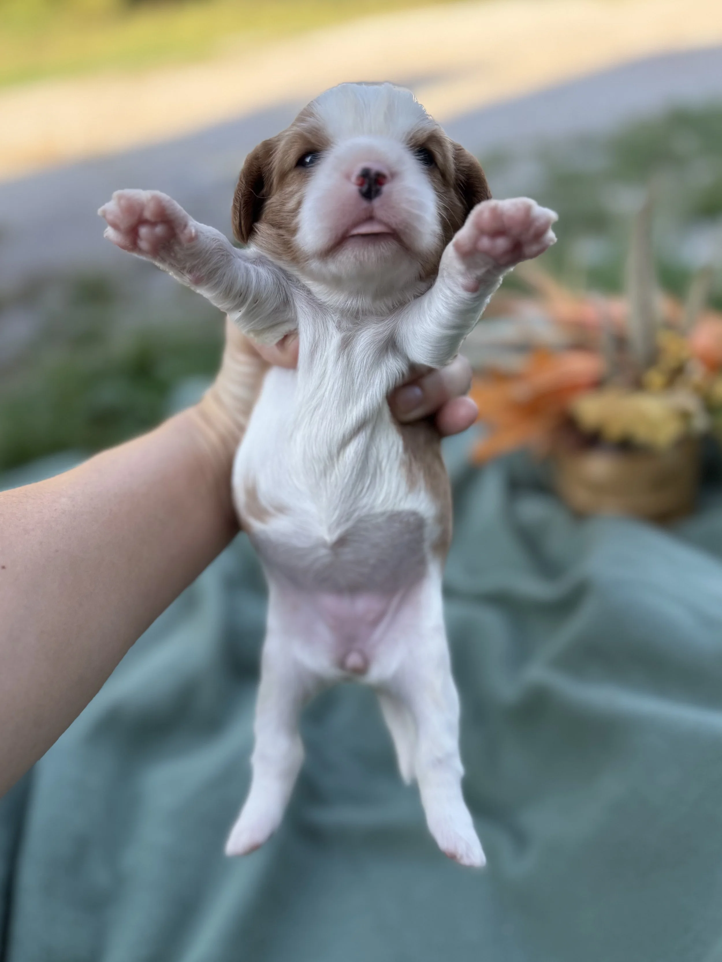 Cavalier Pink girl