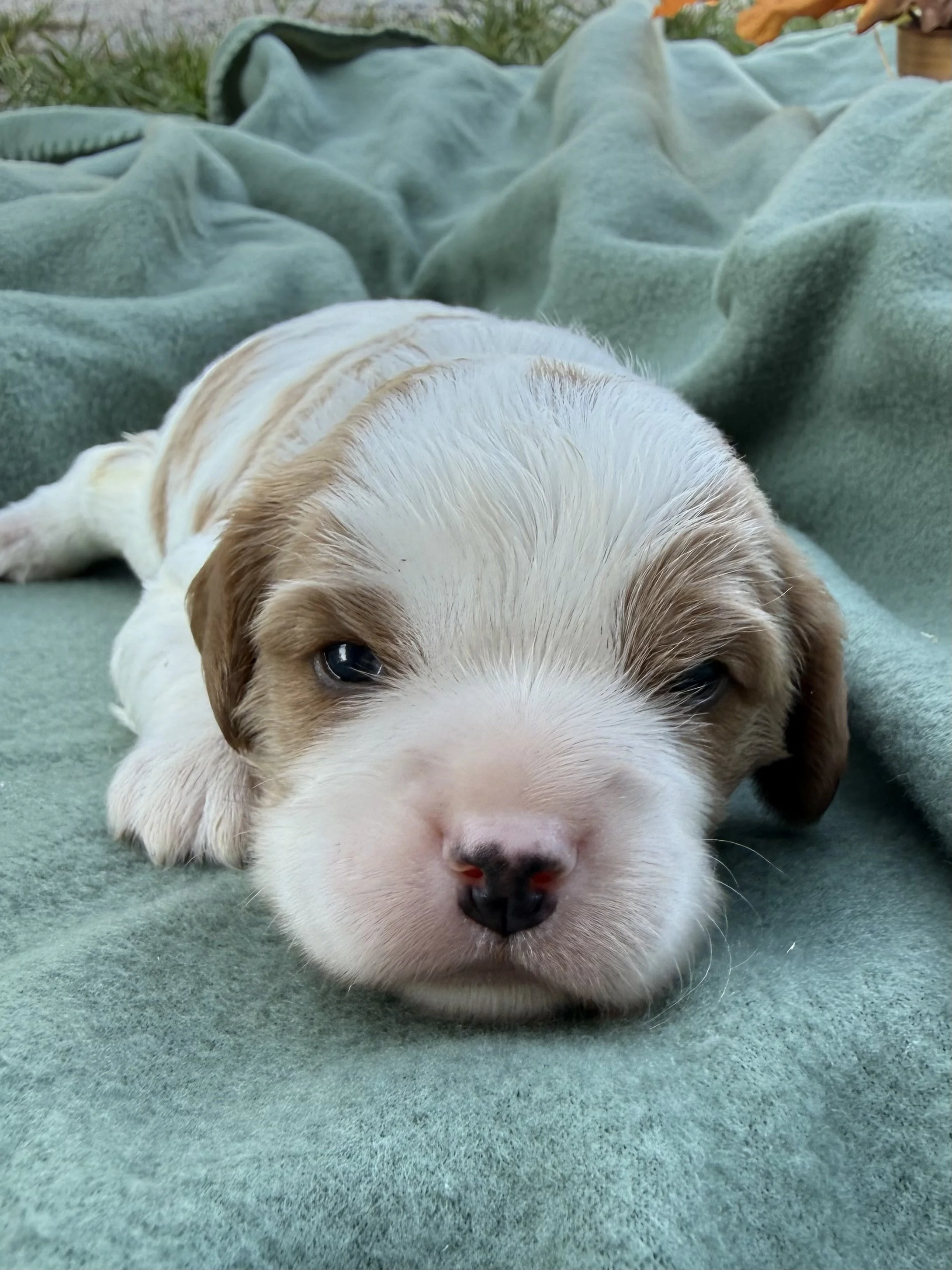 Cavalier Blue boy